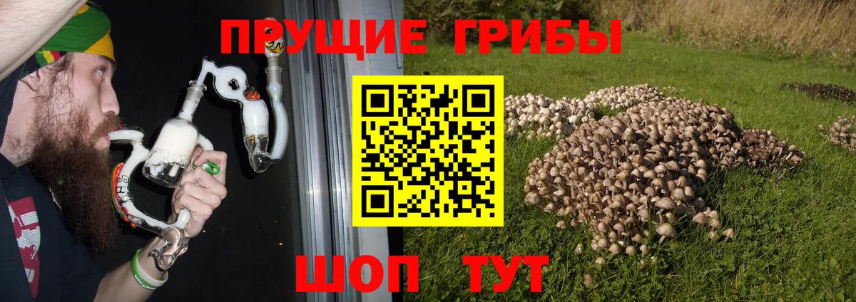 Краснознаменск  Псилоцибиновые грибы Psilocybe  что такое наркотик  Вход с VPN 